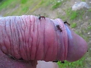 cara Irregular cutuca seu pequeno pênis em um formigueiro e desfruta-lo